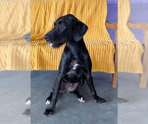 Labrador Retriever-Unknown Mix Dogs for adoption in Genesee, WI, USA