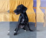 Small Labrador Retriever Mix