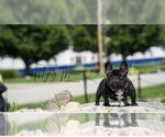 Small Photo #1 French Bulldog Puppy For Sale in YORKTOWN, IN, USA
