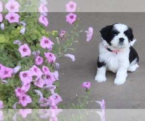 Medium Shih Tzu