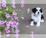 Puppy Finley Shih Tzu