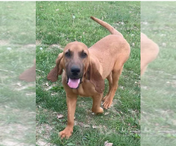 Medium Photo #5 Bloodhound-Unknown Mix Puppy For Sale in Aurora, IN, USA