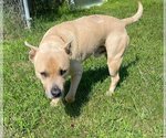 Small Photo #20 American Pit Bull Terrier-American Staffordshire Terrier Mix Puppy For Sale in Spotsylvania, VA, USA