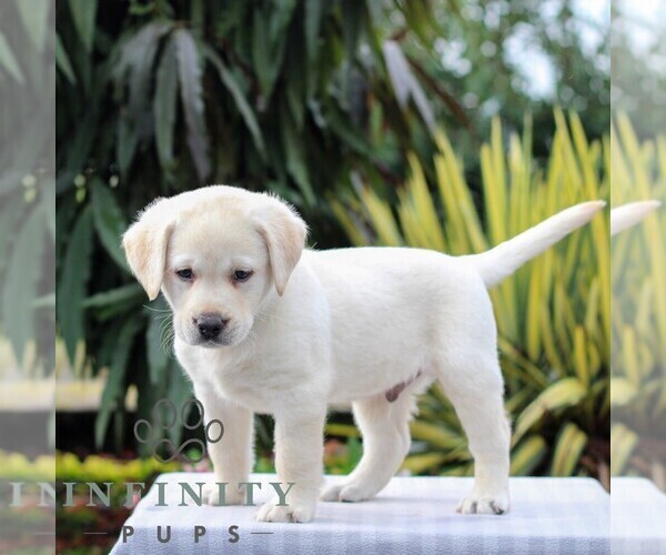 Medium Photo #5 Labrador Retriever Puppy For Sale in GORDONVILLE, PA, USA