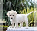 Small Photo #5 Labrador Retriever Puppy For Sale in GORDONVILLE, PA, USA