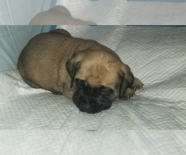 Medium Photo #29 Mastiff Puppy For Sale in FULTON, NY, USA