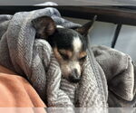 Small #8 Chihuahua Mix