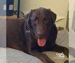 Small #3 Labrador Retriever Mix