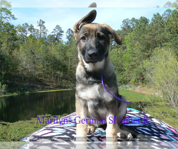 Medium Photo #3 German Shepherd Dog Puppy For Sale in PIEDMONT, MO, USA