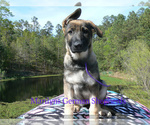 Small Photo #3 German Shepherd Dog Puppy For Sale in PIEDMONT, MO, USA