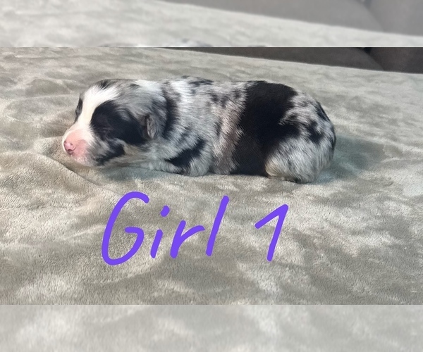 Medium Photo #11 Australian Shepherd Puppy For Sale in SALISBURY, NC, USA