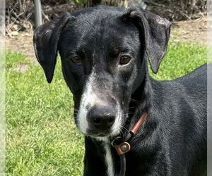 Greyhound-Labrador Retriever Mix Dogs for adoption in Canton, CT, USA