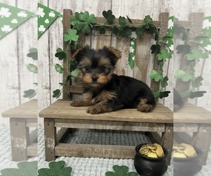 Yorkshire Terrier Puppy for sale in PEEBLES, OH, USA