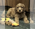 Small Goldendoodle (Miniature)