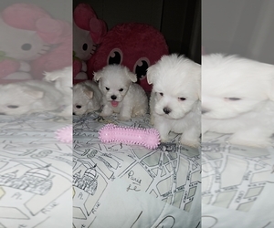 Maltese Litter for sale in ALTAMONTE SPRINGS, FL, USA