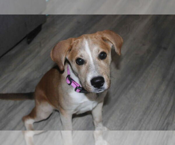 Medium Photo #6 Labrador Retriever-Unknown Mix Puppy For Sale in Holly Springs, NC, USA