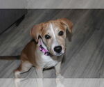 Small #5 Labrador Retriever Mix