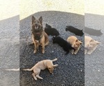 Small Photo #2 Belgian Tervuren-German Shepherd Dog Mix Puppy For Sale in COTO DE CAZA, CA, USA