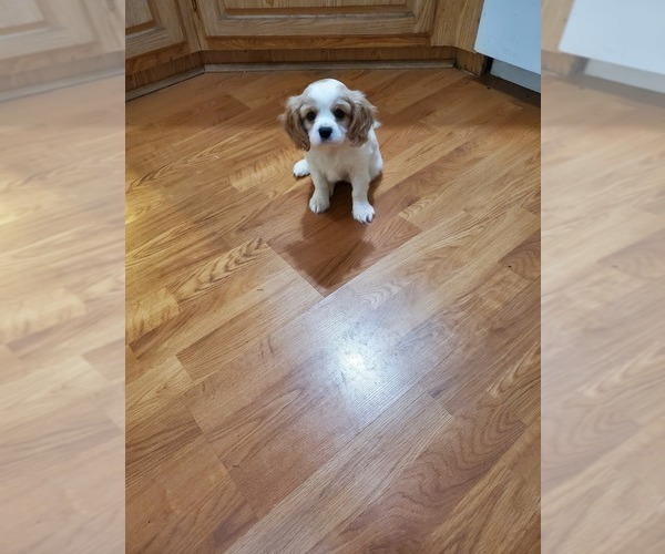 Medium Photo #1 Cavanese Puppy For Sale in ALSEA, OR, USA