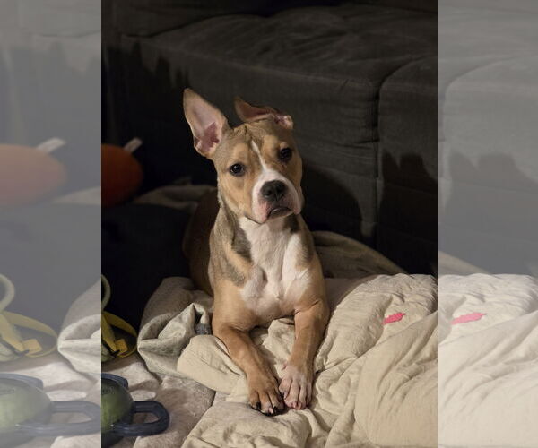 Medium Photo #1 Mutt Puppy For Sale in New London, WI, USA