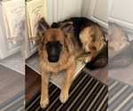 Small Photo #150 German Shepherd Dog Puppy For Sale in LA FAYETTE, NY, USA