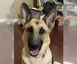 Small #1 German Shepherd Dog