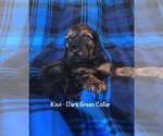 Small Photo #2 Irish Doodle Puppy For Sale in SUMNER, IA, USA
