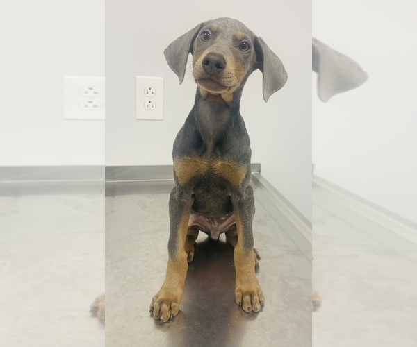 View Ad Doberman Pinscher Puppy for Sale near West Virginia, HINTON