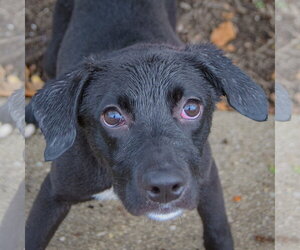 Border Collie-Unknown Mix Dogs for adoption in Huntley, IL, USA