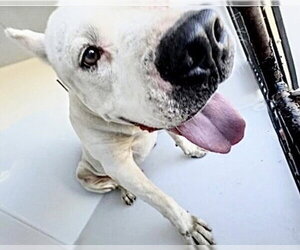 Argentinian Mastiff-Unknown Mix Dogs for adoption in Houston, TX, USA