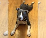 Small #4 American Pit Bull Terrier-Staffordshire Bull Terrier Mix