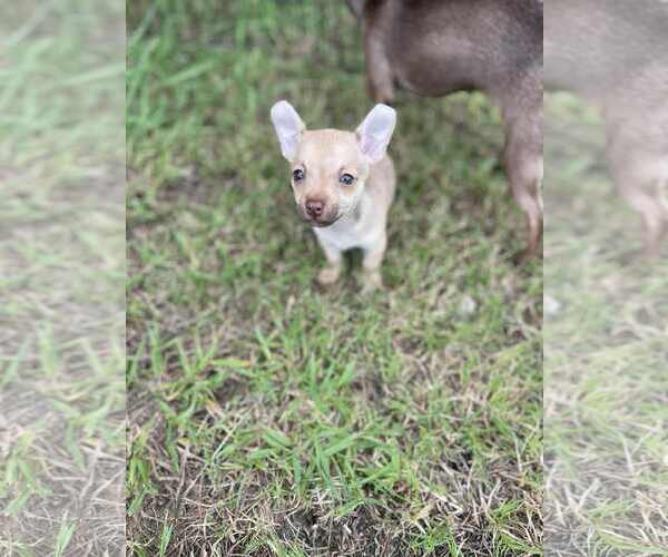 Medium Photo #2 Chihuahua-Unknown Mix Puppy For Sale in Shermans Dale, PA, USA