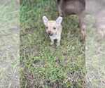 Small #1 Chihuahua Mix
