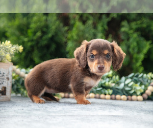 Medium Dachshund