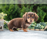 Puppy Tessie Dachshund