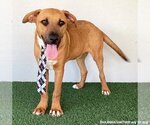 Small #1 Rhodesian Ridgeback Mix