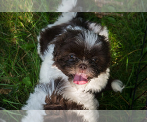 Medium Shih Tzu