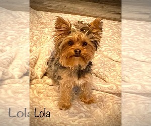 Mother of the YorkiePoo puppies born on 08/16/2025