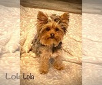 Small Photo #1 YorkiePoo Puppy For Sale in CEDAR CITY, UT, USA