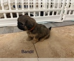 Small #18 Shih Apso