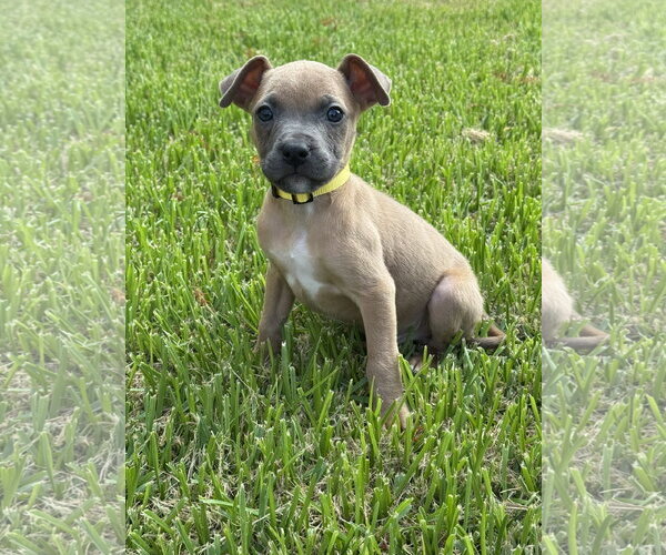 Medium Photo #2 Mutt Puppy For Sale in Euless, TX, USA