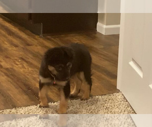 Portuguese Water Dog Puppy for sale in MACOMB, MI, USA