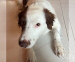 Small #2 Border Collie-Colonial Cocker Spaniel Mix