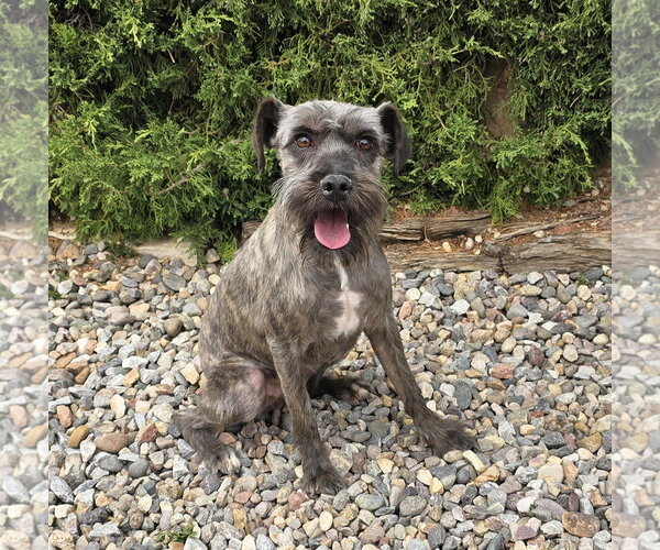 Medium Photo #1 Mutt Puppy For Sale in Albuquerque, NM, USA