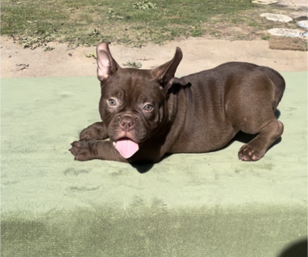 Medium Photo #2 American Bully Puppy For Sale in TYLER, TX, USA