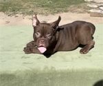 Small #1 American Bully