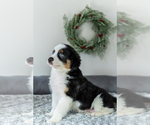 Small Photo #9 Border-Aussie Puppy For Sale in NORTHAMPTON, PA, USA