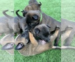 Small Photo #16 Belgian Malinois Puppy For Sale in CHANDLER, AZ, USA