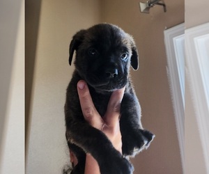 Cane Corso Puppy for sale in TULARE, CA, USA