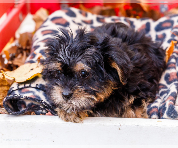 Medium Photo #2 Shorkie Tzu Puppy For Sale in WAKARUSA, IN, USA